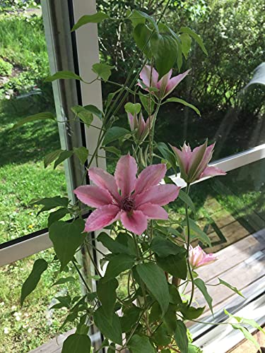 Pink Fantasy Live Plant in a 4 Inch Growers Pot Light Pink Flowering Vine V2883