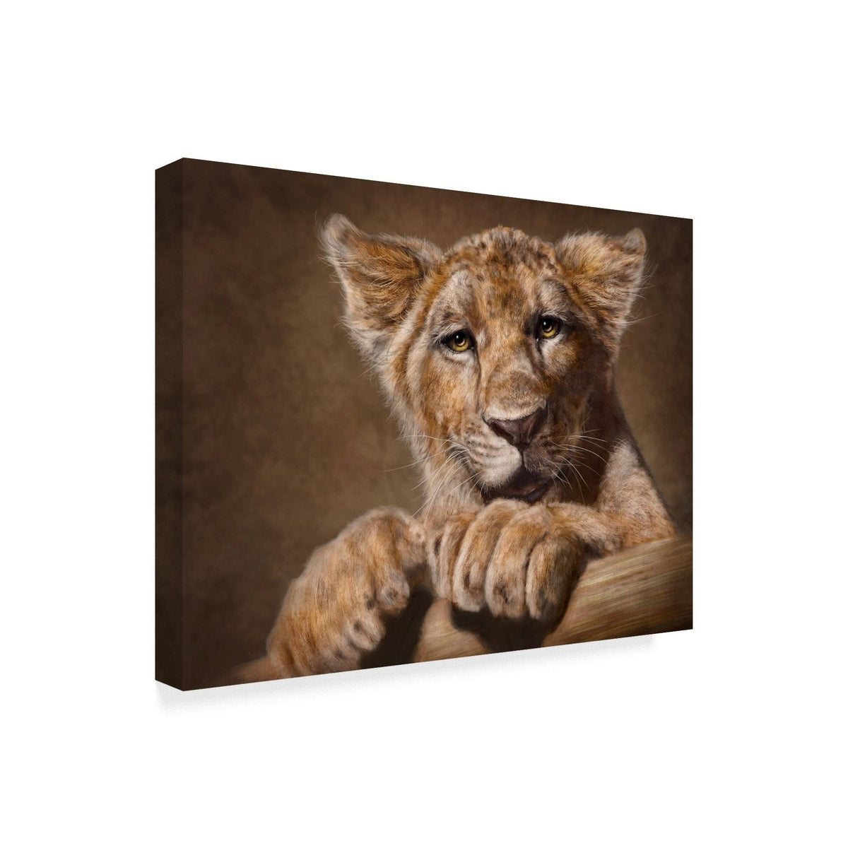 Lion Cub Canvas Art 18x24 T196346