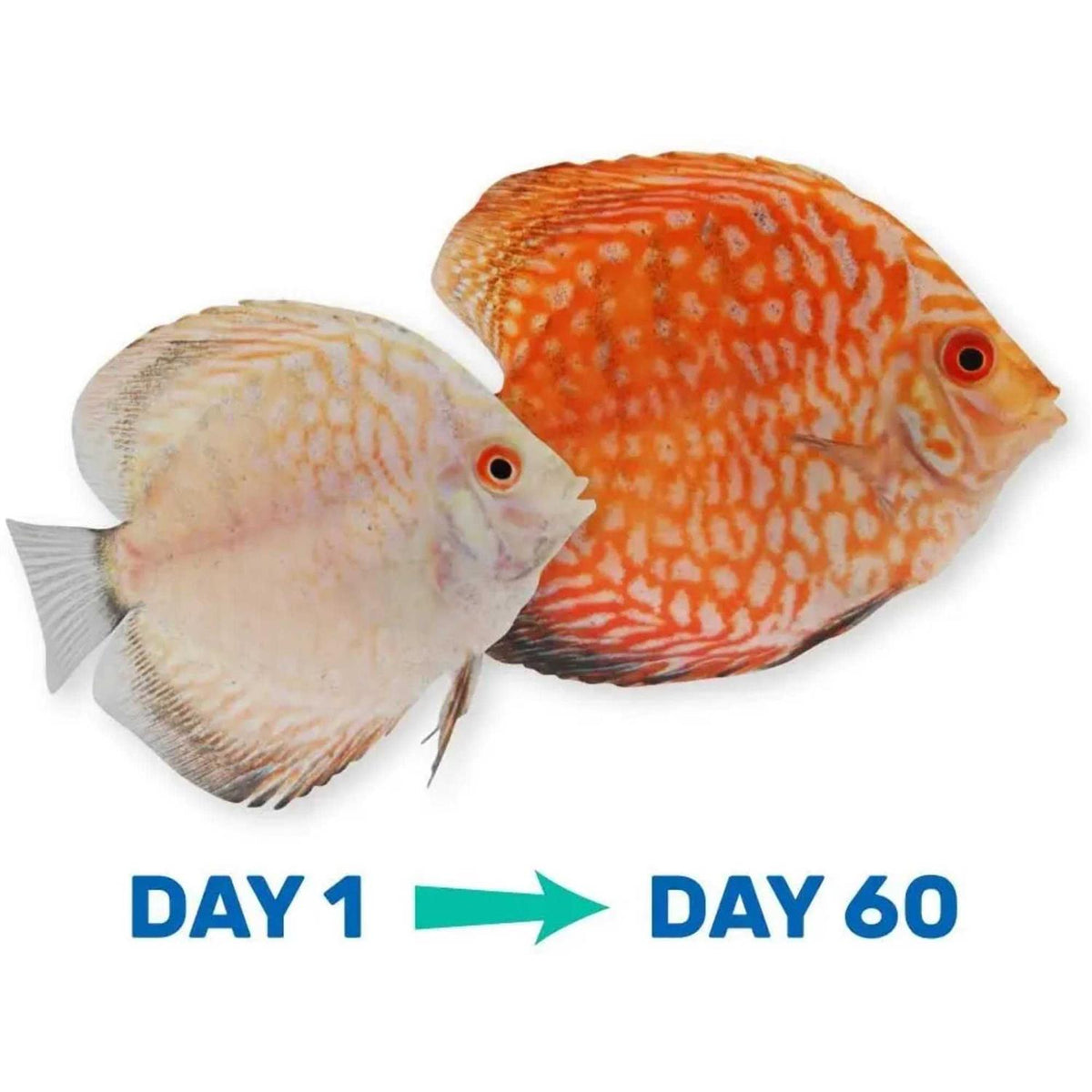 Tropical Fish Food H8907
