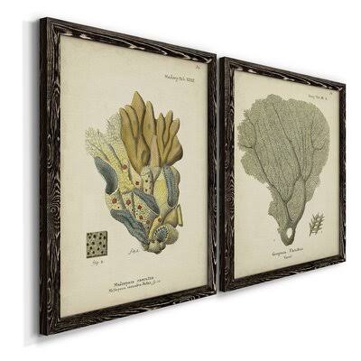 Ecru Coral Framed Print O451563