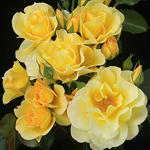 Yellow Climbing Rose Bush D339895