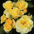 Yellow Climbing Rose Bush D339895