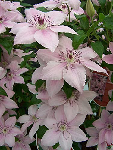 Pink Fantasy Live Plant in a 4 Inch Growers Pot Light Pink Flowering Vine V2883