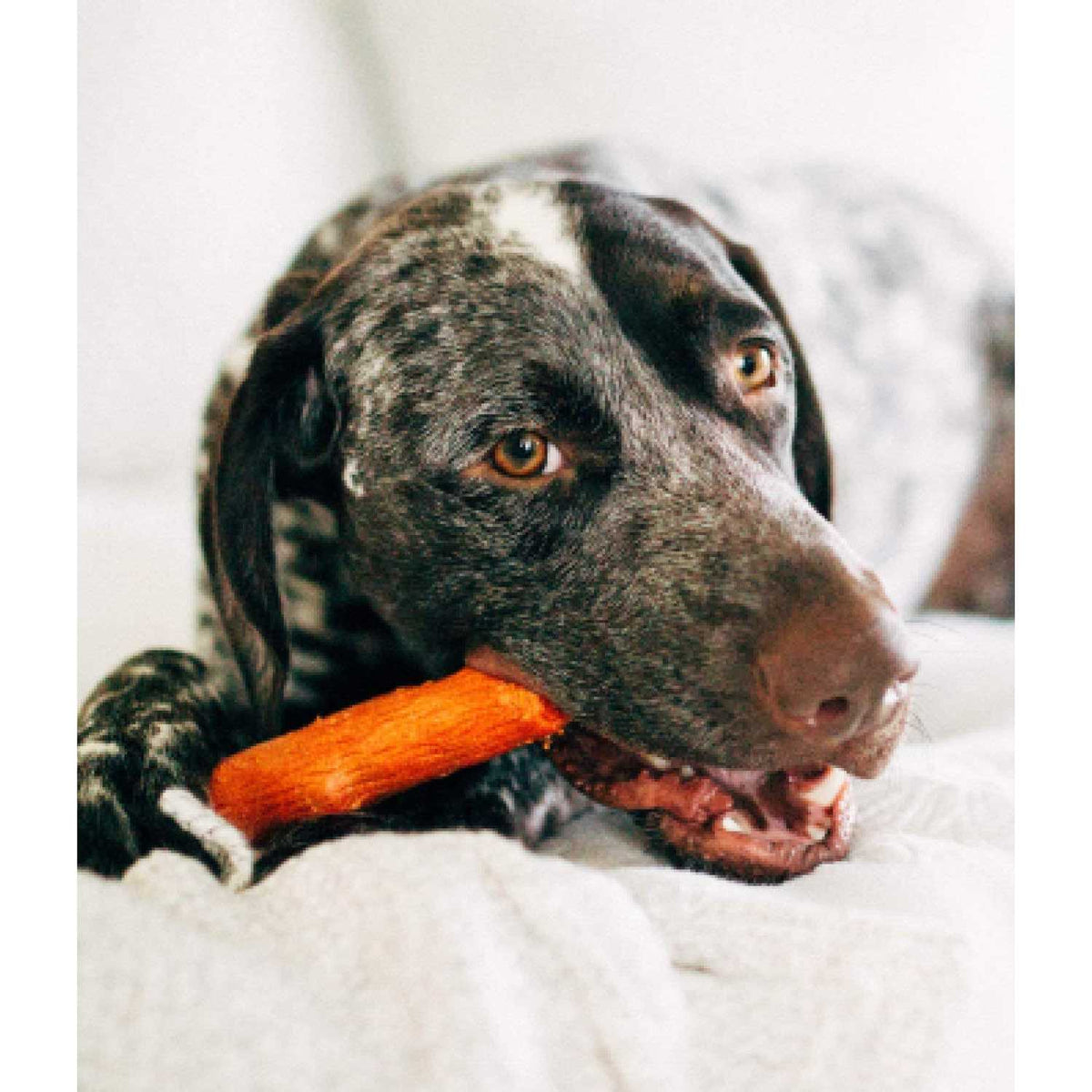 Dog Chew Toy R39331