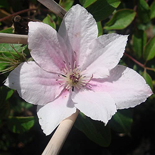 Pink Fantasy Live Plant in a 4 Inch Growers Pot Light Pink Flowering Vine V2883
