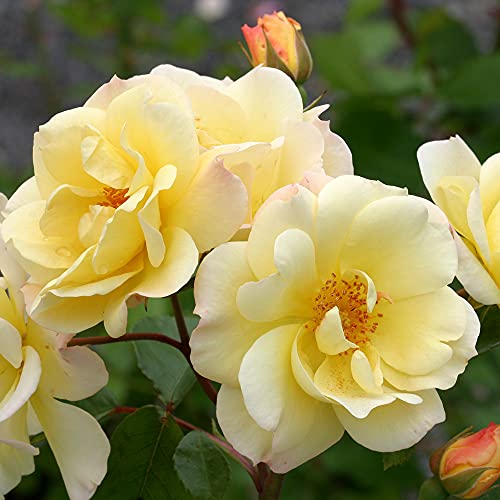Yellow Climbing Rose Bush D339895