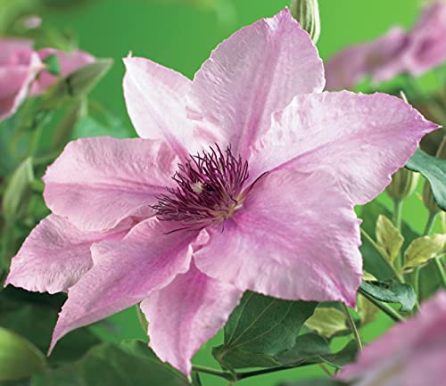 Pink Fantasy Live Plant in a 4 Inch Growers Pot Light Pink Flowering Vine V2883