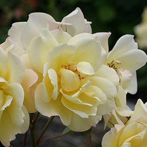 Yellow Climbing Rose Bush D339895