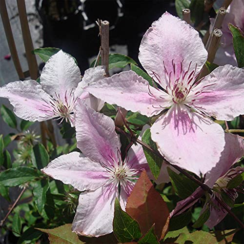 Pink Fantasy Live Plant in a 4 Inch Growers Pot Light Pink Flowering Vine V2883